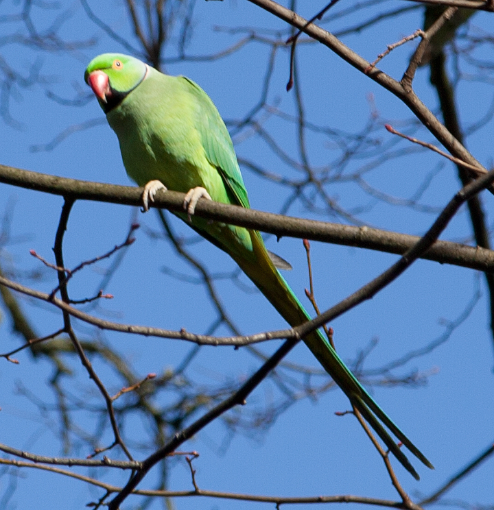 rose-ringed parakeet, hampstead heath