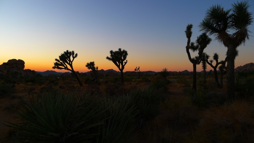Joshua Tree National Park