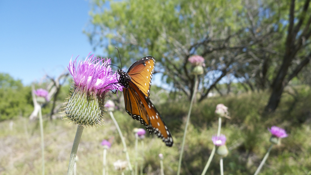 Choke Canyon State Park