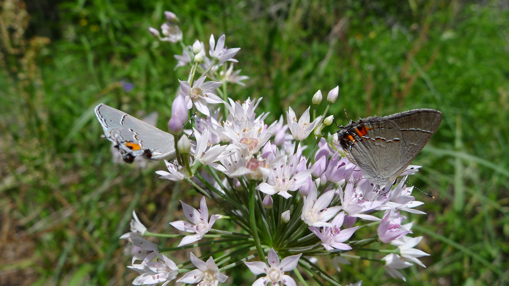Lake Somerville State Park, Texas