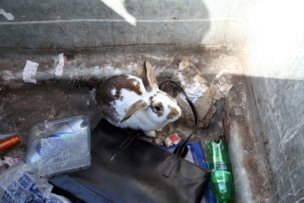 Abandoned Bunny of London