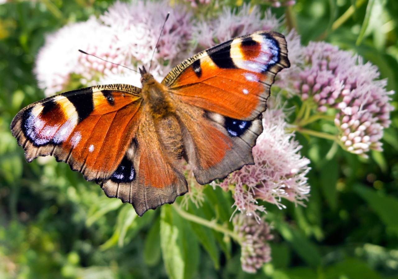 9383423369_00cf0483cf_o