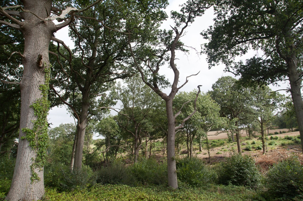 Rolvenden Aug 10, 2014