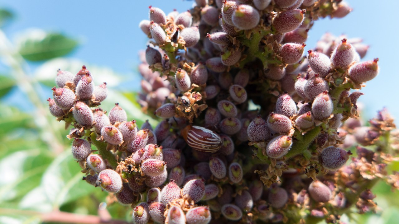 Mashomack Preserve Aug 26, 2014