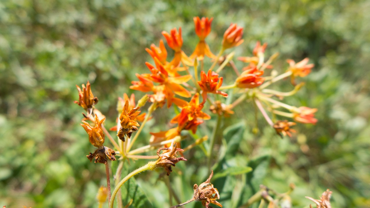 Mashomack Preserve Aug 26, 2014