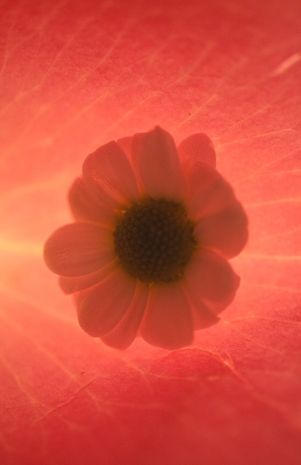 15320328739_7f942c6de5_o